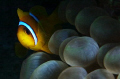   Clownfish. Clownfish  